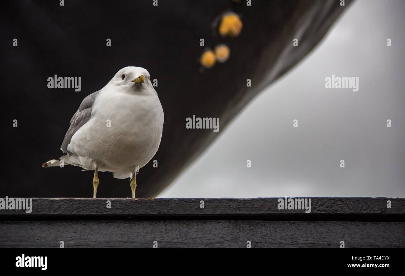 Fermer image d'un oiseau à plumes néerlandais aux Pays-Bas Banque D'Images Fermer image d'un oiseau à plumes néerlandais aux Pays-Bas Banque D'Images