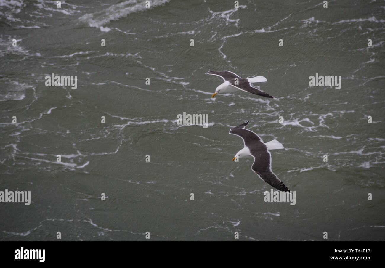 Fermer image d'un oiseau à plumes néerlandais aux Pays-Bas Banque D'Images Fermer image d'un oiseau à plumes néerlandais aux Pays-Bas Banque D'Images