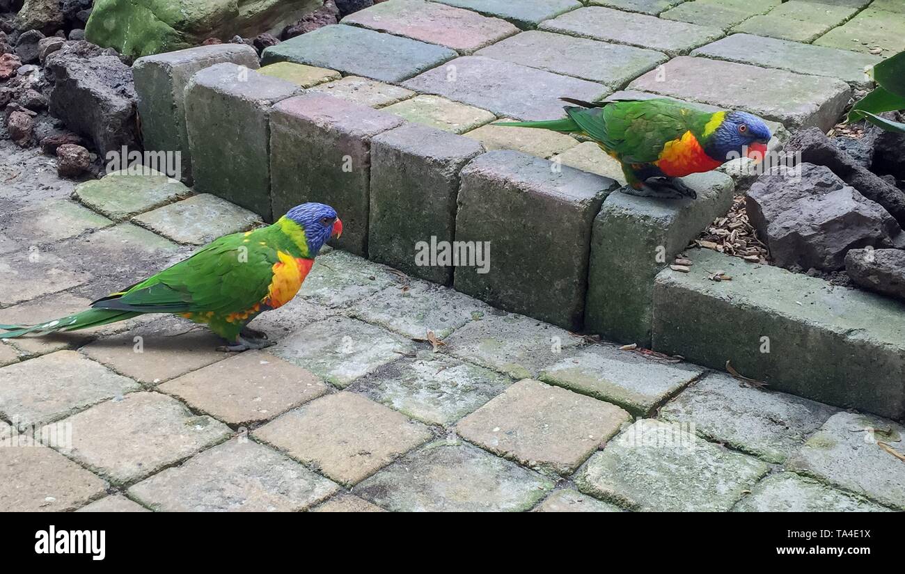 Fermer image d'un oiseau à plumes néerlandais aux Pays-Bas Banque D'Images