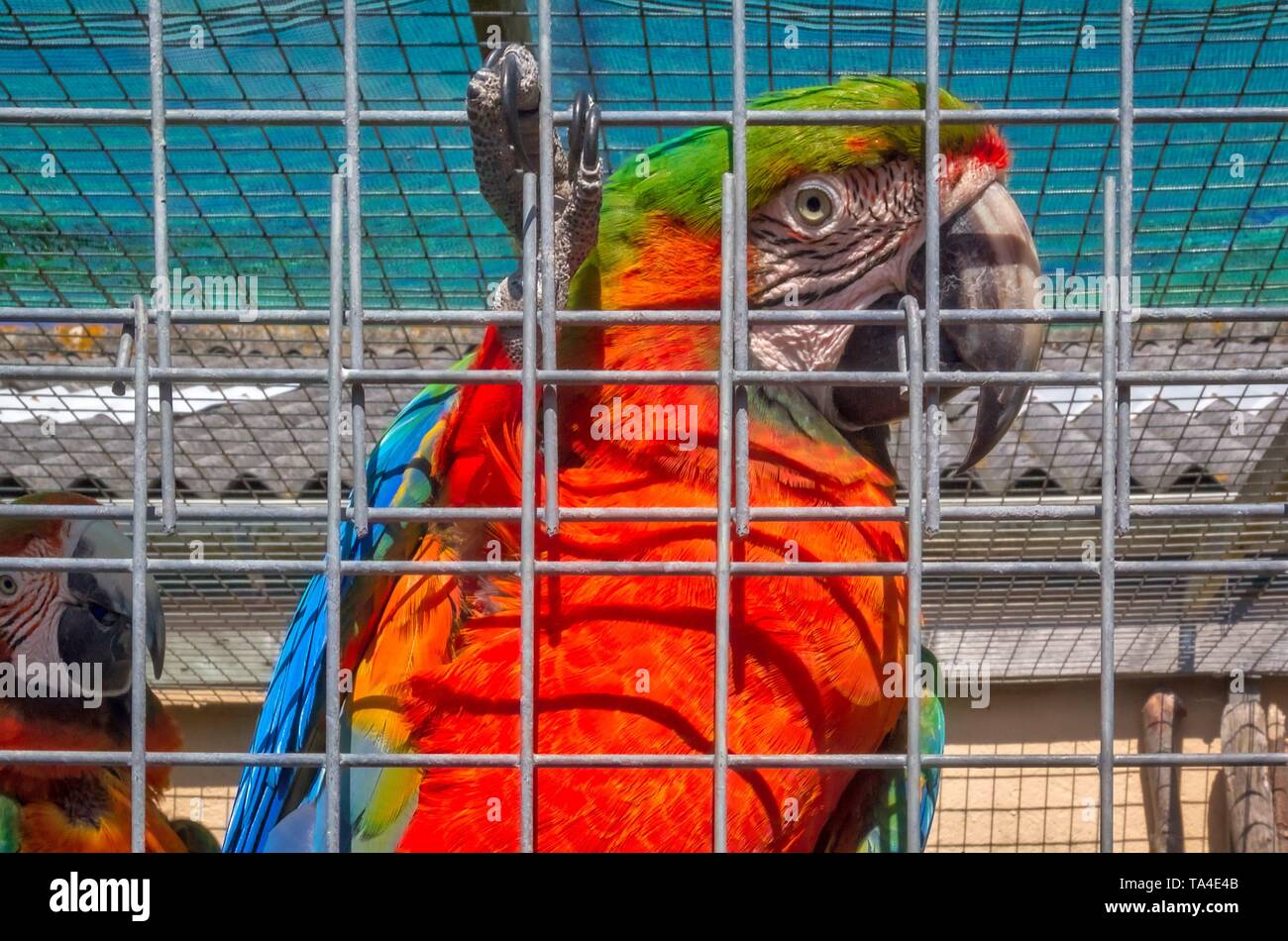 Fermer image d'un oiseau à plumes néerlandais aux Pays-Bas Banque D'Images
