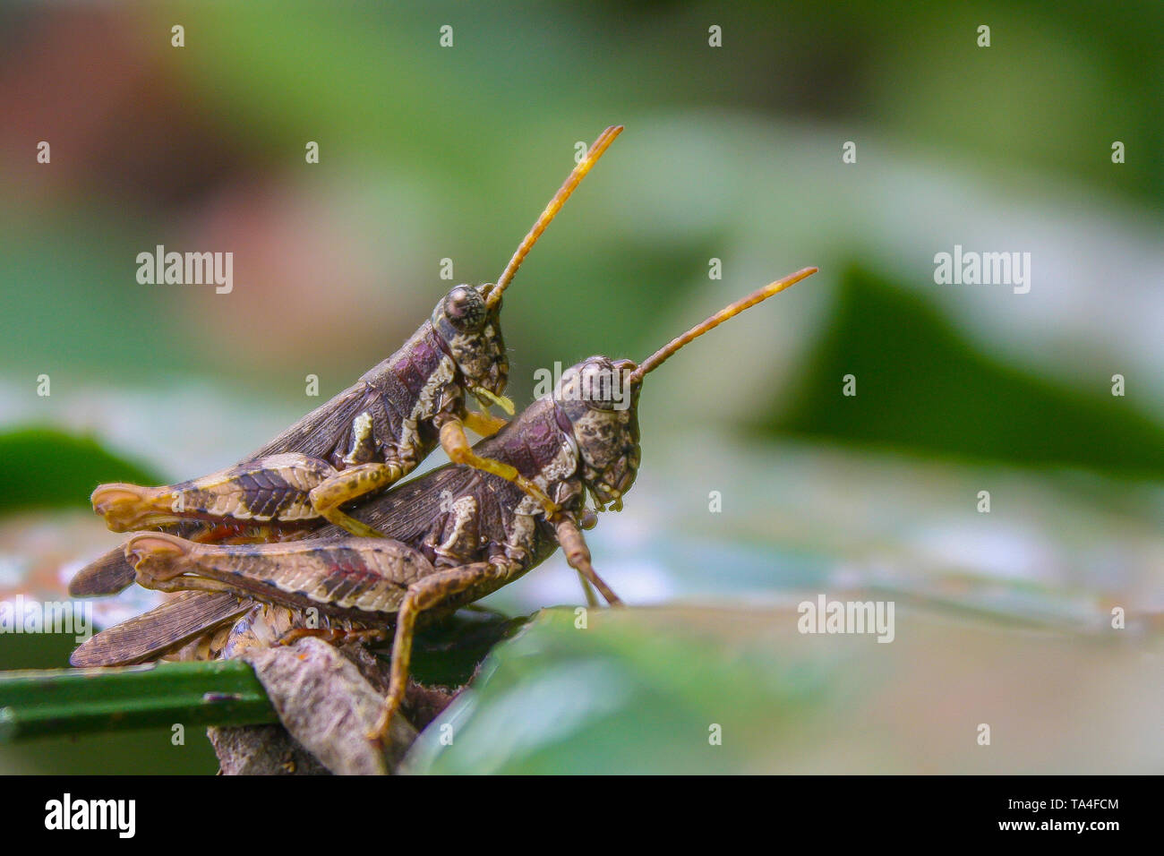 Sur l'insecte et de la nature de la feuille Banque D'Images