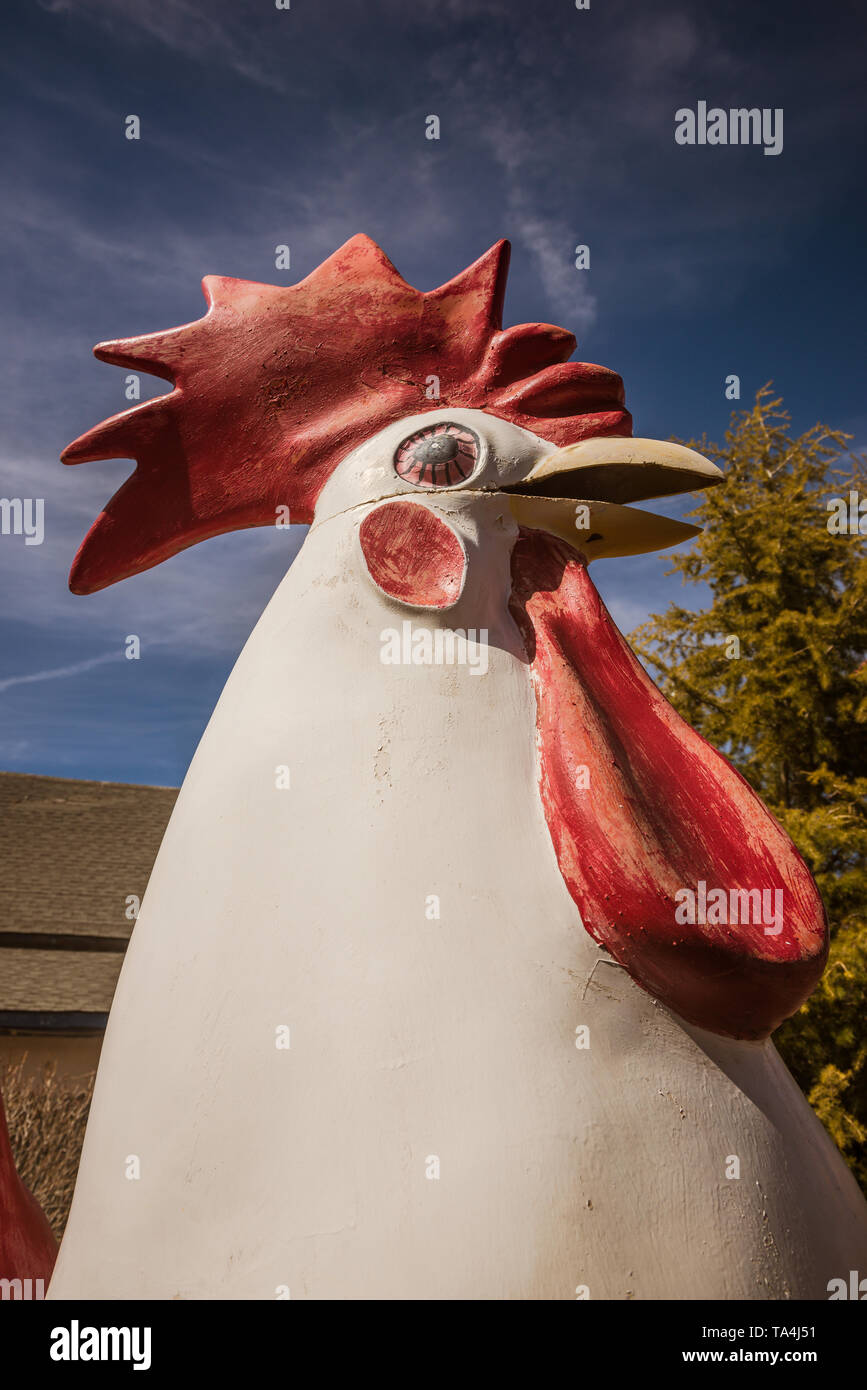Poulet en fibre de verre pour une statue de defunt fried chicken restaurant. Trouvé sur la route route 66. Banque D'Images