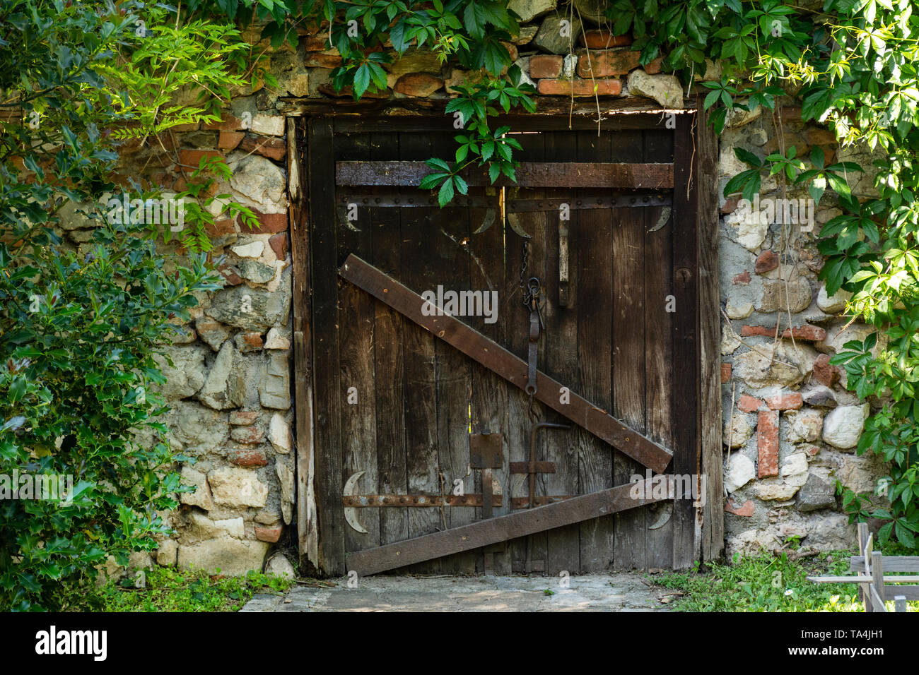 La très vieille porte en bois sur la chambre et le mur couvert de laisser des plantes vertes. Vue extérieure de la porte avec un vieux cadenas en métal. Close up Banque D'Images