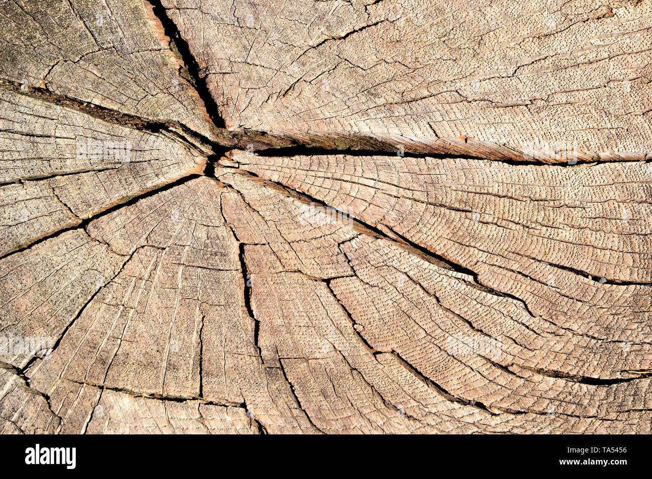 Bois de tronc de l'arbre dans la forêt Banque D'Images