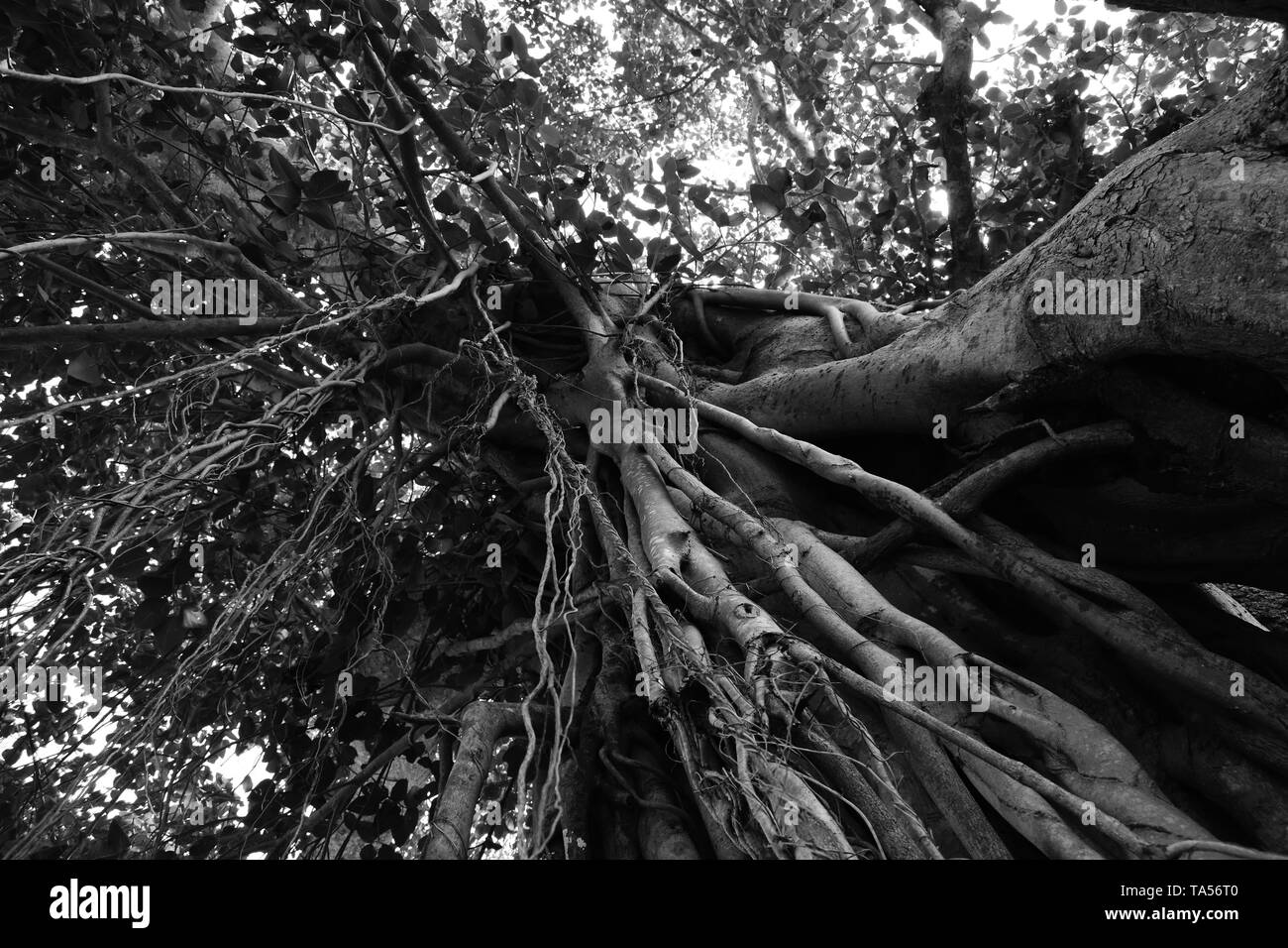 Peepal tree ou Ficus religiosa en noir et blanc. Banque D'Images