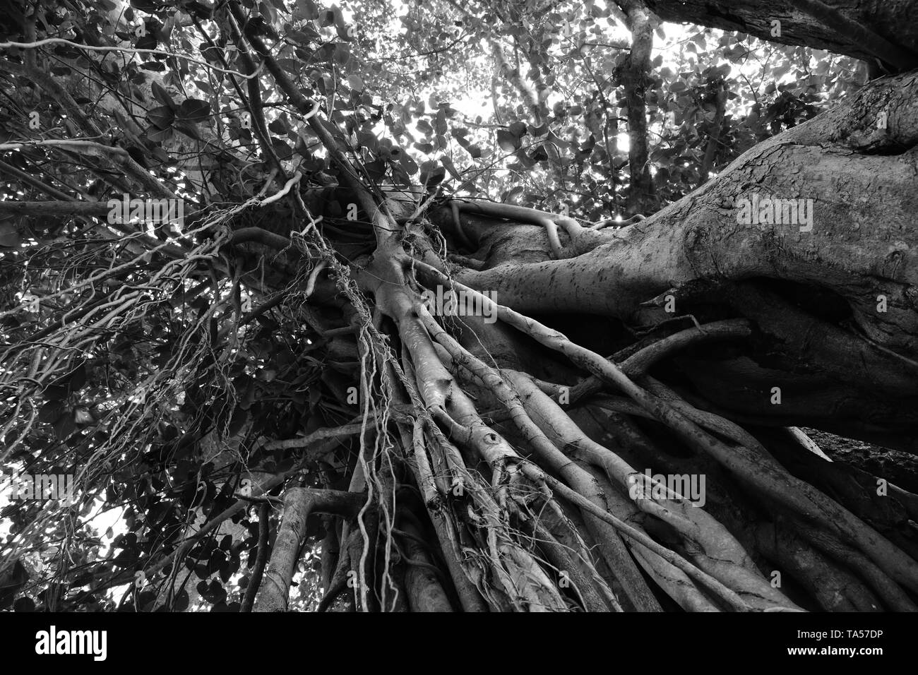 Ficus religiosa ou figuier sacré en monochrome. Banque D'Images