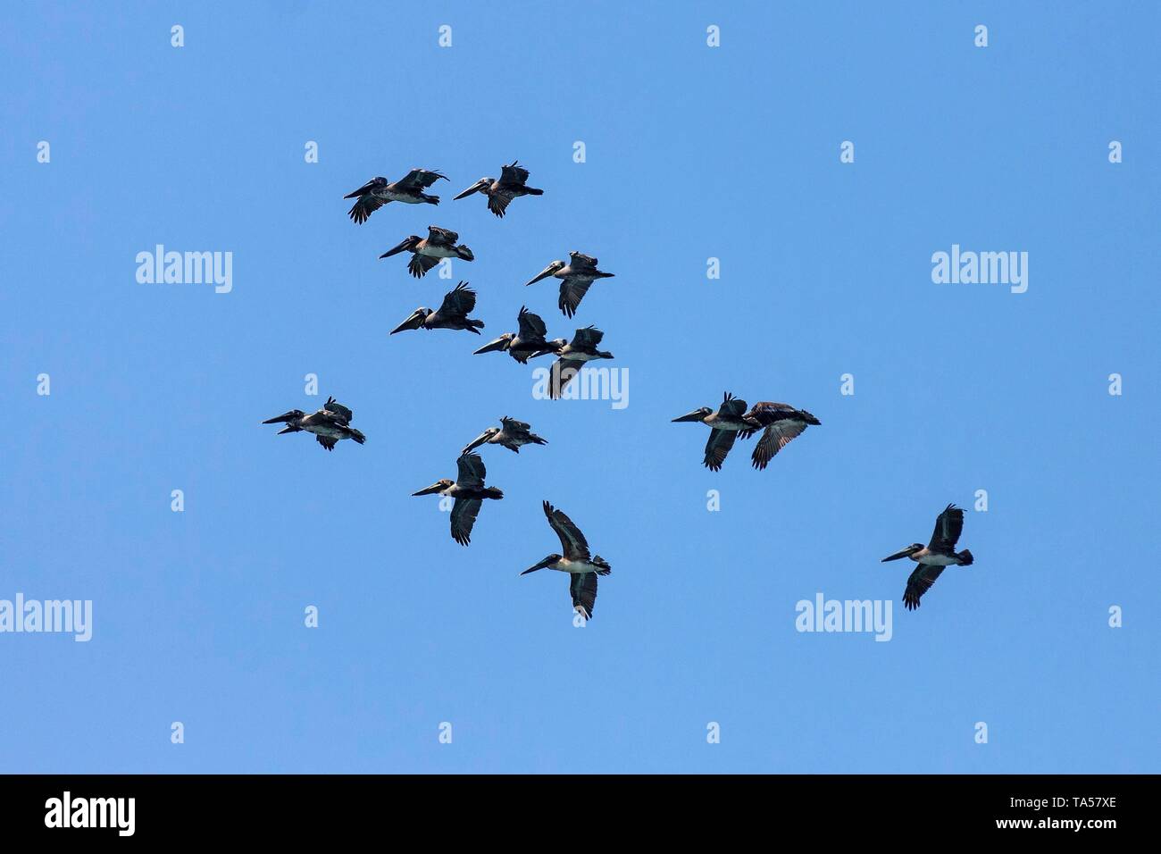 Le Pélican brun (Pelecanus occidentalis) en vol, nuée d'oiseaux dans le ciel bleu, Manuel Antonio National Park, province de Puntarenas, Costa Rica Banque D'Images