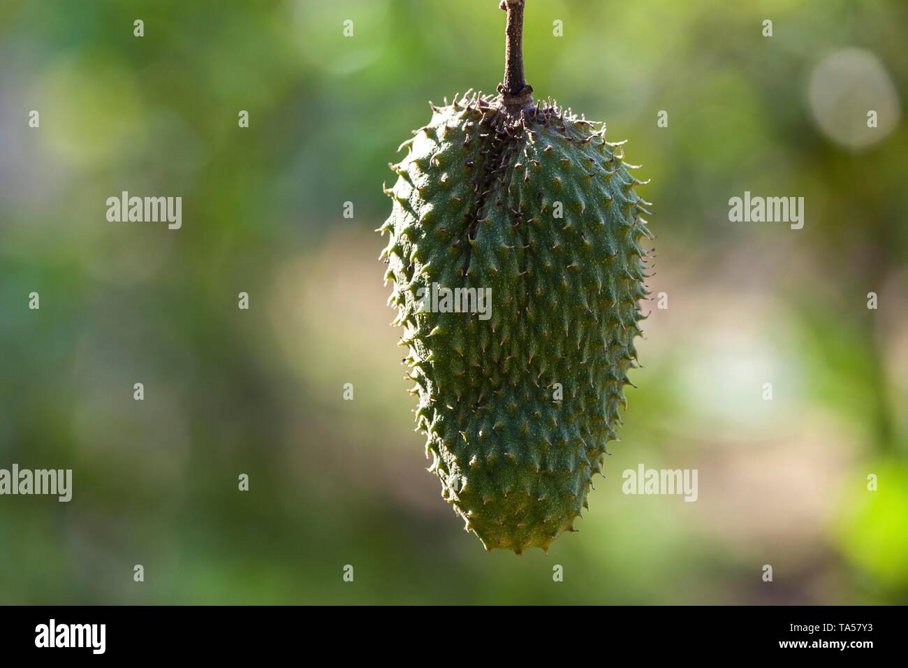 Corossol (Annona muricata), Costa Rica Banque D'Images