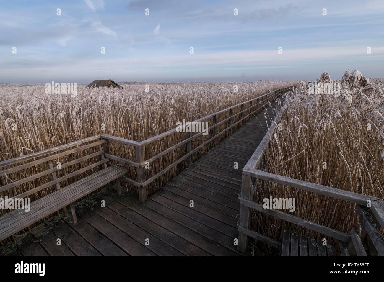 Passerelle en bois en hiver, le givre, la réserve naturelle du lac Federsee, Bad Buchau, Baden-Wurttemberg, Allemagne Banque D'Images