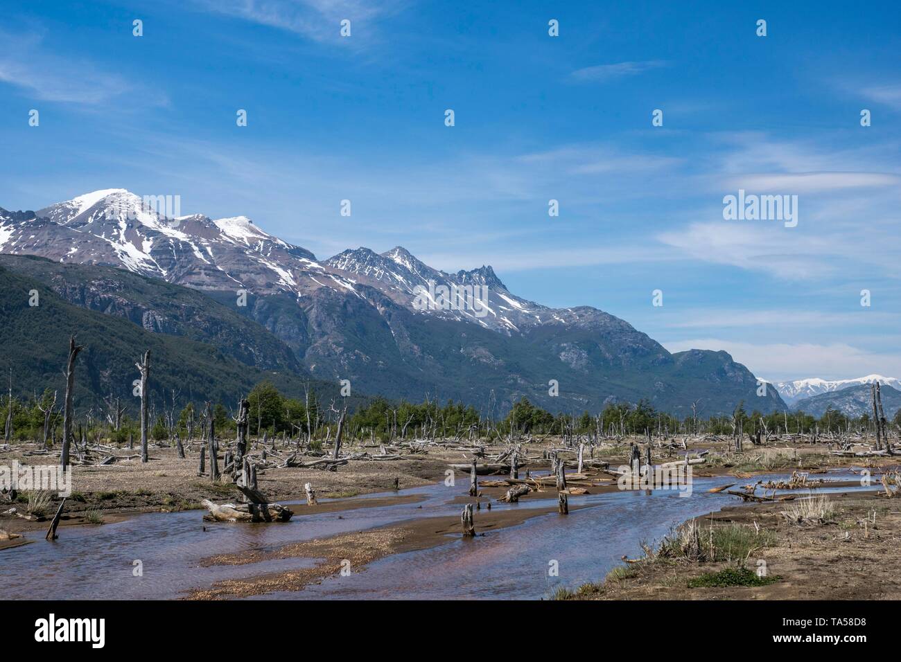 Arbres morts dans la vallée Rio Ibanez, causée par l'éruption volcanique du volcan Hudson, Carretera Austral, près de Villa Cerro Castillo, Région de Aysen Banque D'Images