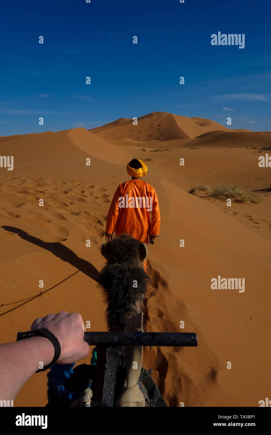 Visite guidée de la coucher chameau Erg Chebbi dunes de sable dans le désert du Sahara, Merzouga, Maroc Banque D'Images