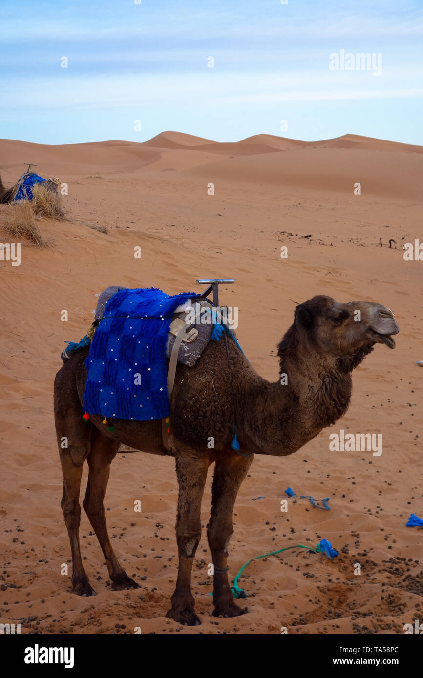 Camel au lever du soleil, dans l'Erg Chebbi dunes de sable dans le désert du Sahara, Merzouga, Maroc Banque D'Images