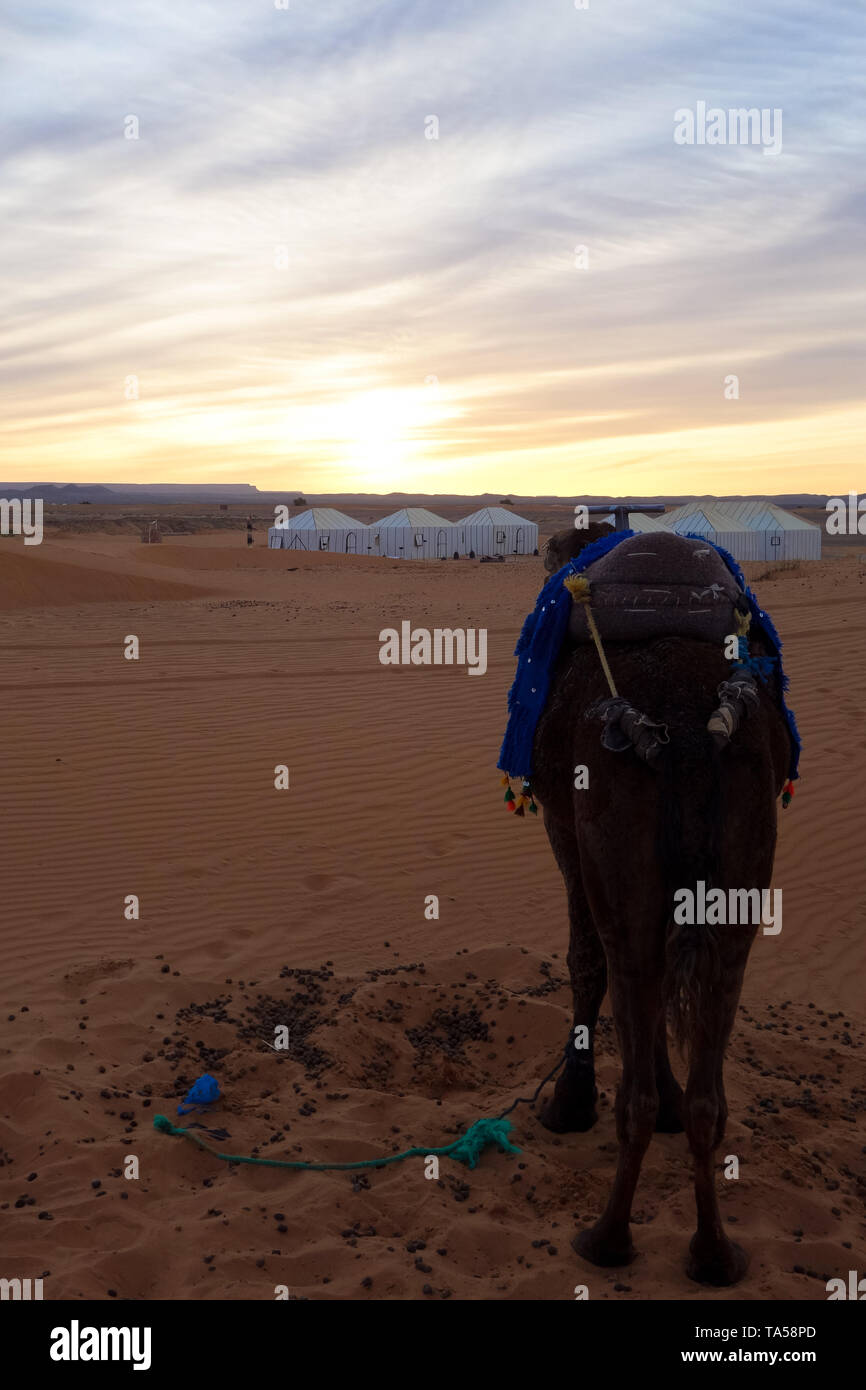 Dos de chameau et desert Camp au lever du soleil, dans l'Erg Chebbi dunes de sable dans le désert du Sahara, Merzouga, Maroc Banque D'Images