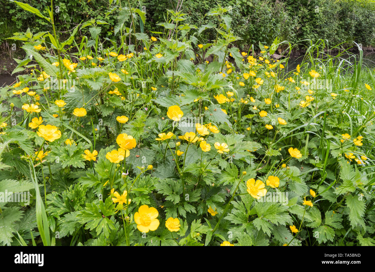 La renoncule rampante (Ranunculus repens, AKA Creeping crowfoot & Sitfast) au printemps en Angleterre, Royaume-Uni. Renoncules jaunes. Banque D'Images