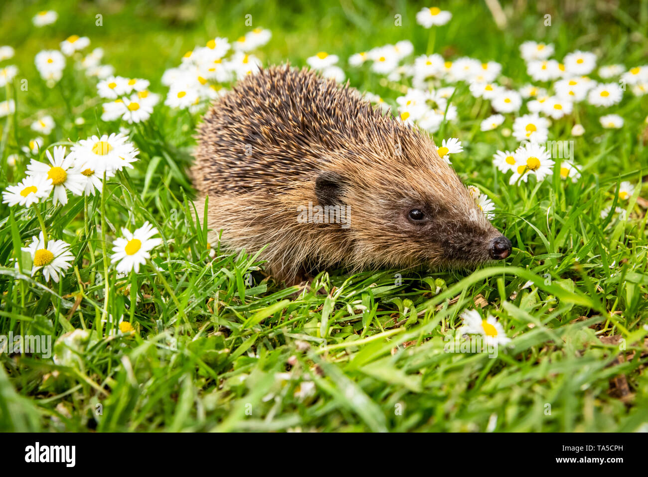 Hérisson, (nom scientifique : Erinaceus europaeus),sauvage,natif de hérisson européen habitat jardin naturel avec de l'herbe bien verte et blanche marguerites. Paysage Banque D'Images