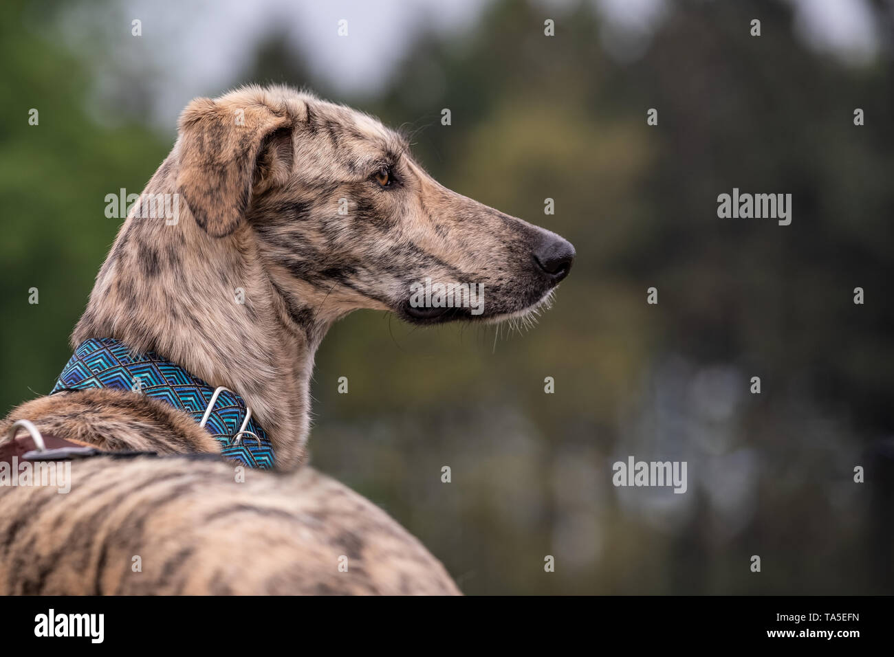 Un chien peut être votre meilleur ami Banque D'Images