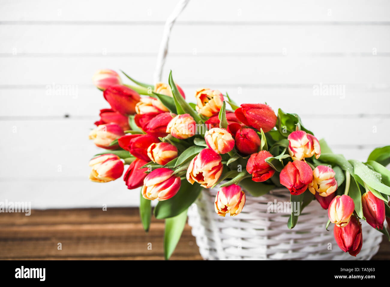 Panier avec bouquet de tulipe. Printemps Fleurs de Pâques sur fond de bois. La fête des Mères, concept actuel. Banque D'Images