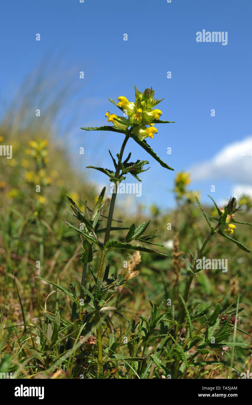 Hochet jaune -Rhinanthus minor ressemble à un hochet enfant .pris de bas vers le bas avec le bleu du ciel l'encadrement des tiges hautes. Banque D'Images