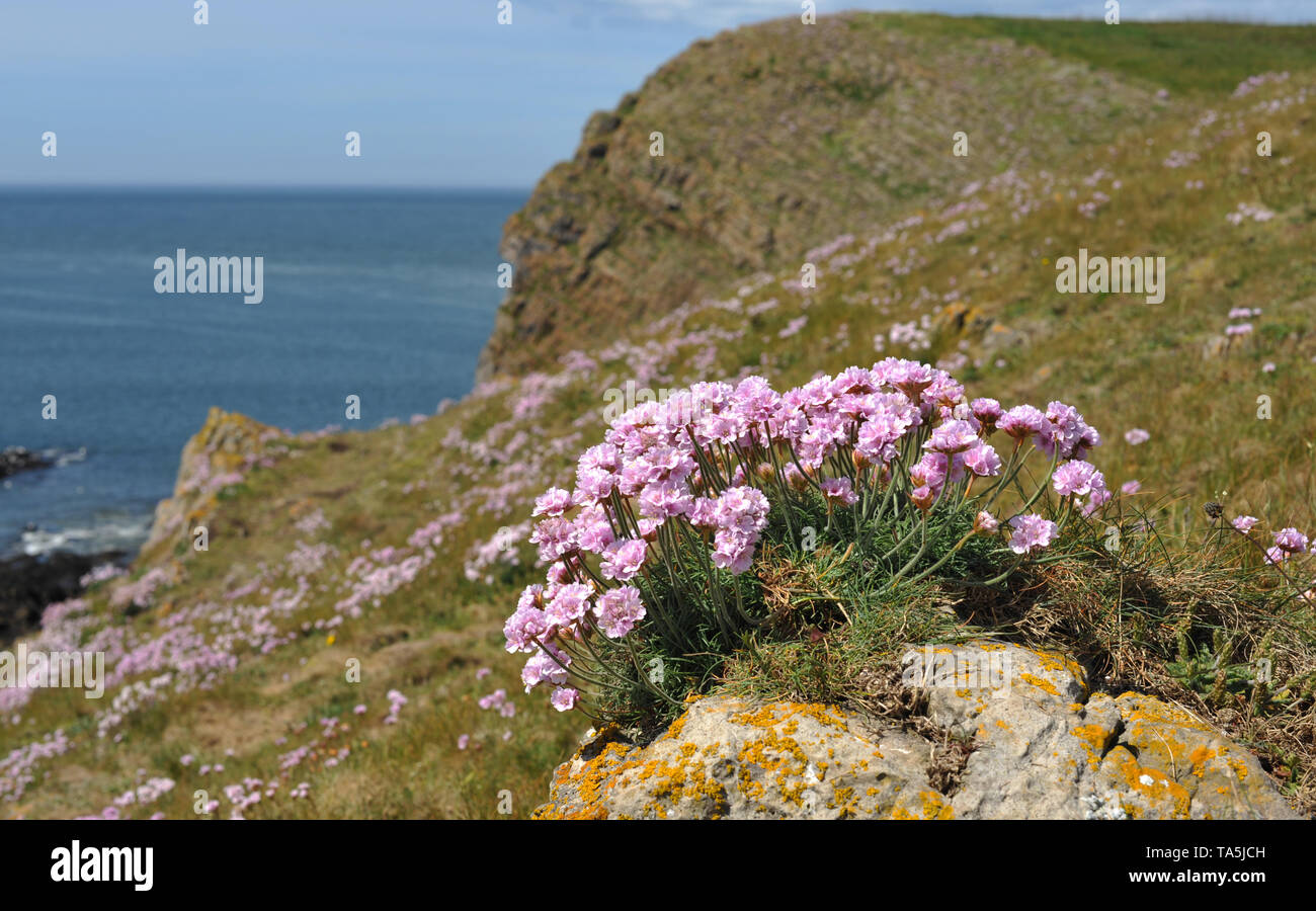 Rose la mer ou l'économie de plus en plus découpées en falaises exploite une crevasse dans la roche sur Burry Holmes, Gower, Swansea Banque D'Images