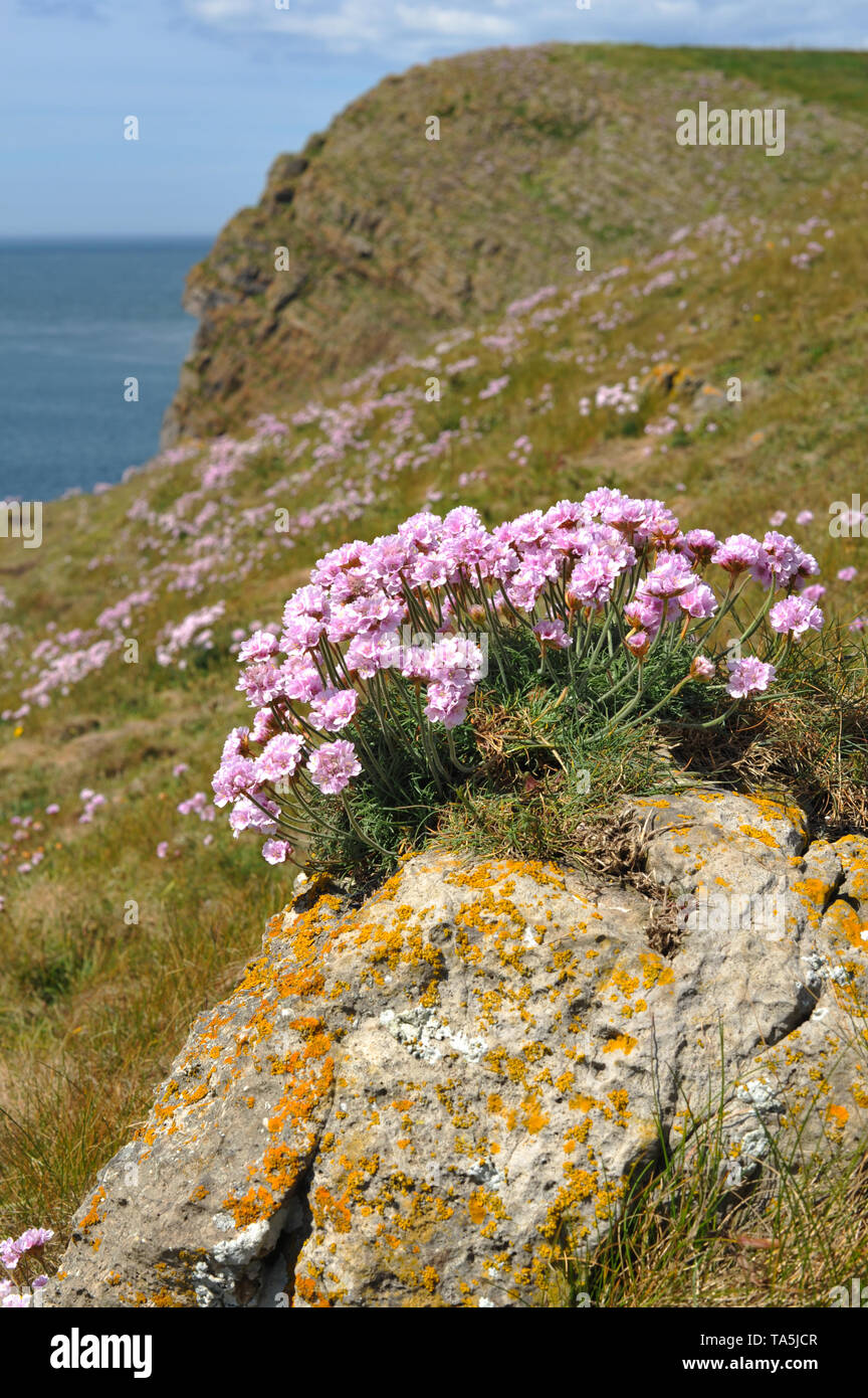 Rose la mer ou l'économie de plus en plus découpées en falaises exploite une crevasse dans la roche sur Burry Holmes, Gower, Swansea Banque D'Images
