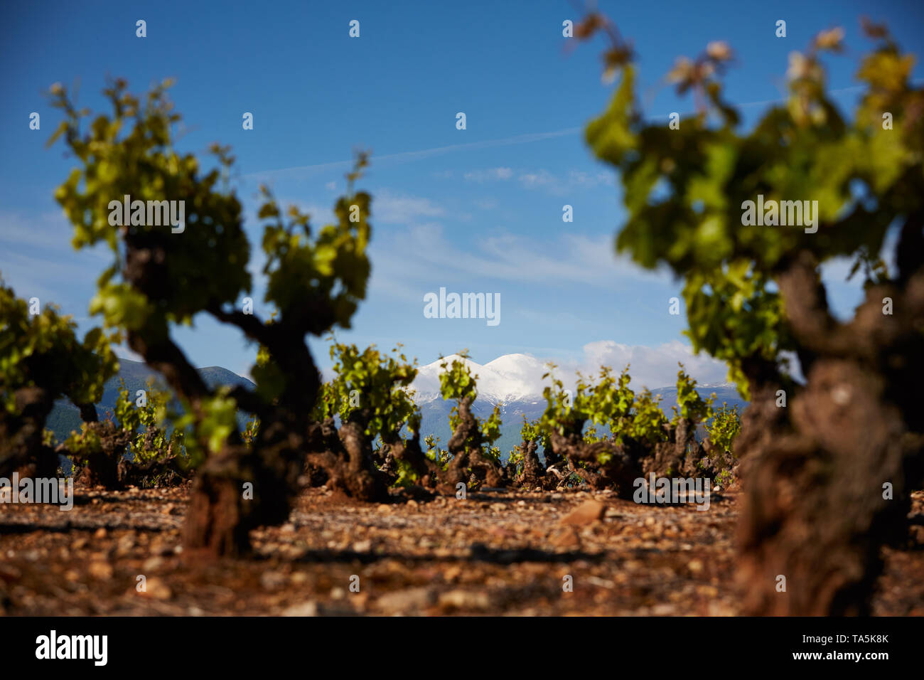 20/5/19 vignes de grenache Garnacha ou à proximité d'Auray (La Rioja, Espagne). La plus haute montagne de La Rioja, San Lorenzo, est en arrière-plan. Photo de James Banque D'Images