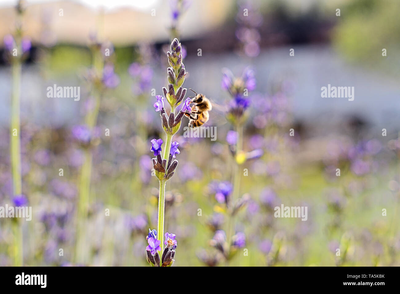 Vue rapprochée de la floraison des fleurs de lavande contre coucher de soleil et peu de nectar d'abeille Banque D'Images