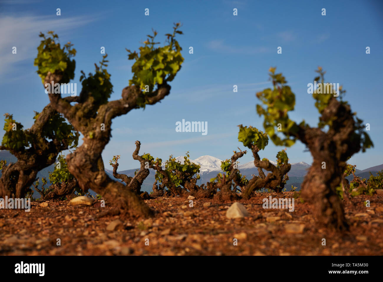 21/5/19 vignes de grenache Garnacha ou à proximité d'Auray (La Rioja, Espagne). La plus haute montagne de La Rioja, San Lorenzo, est en arrière-plan. Photo de James Banque D'Images