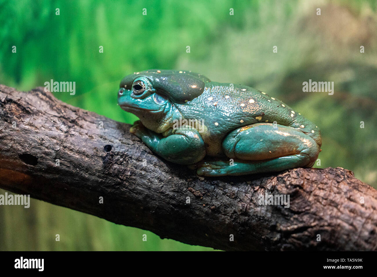 Grenouille d'arbre splendide sur une branche portrait Banque D'Images