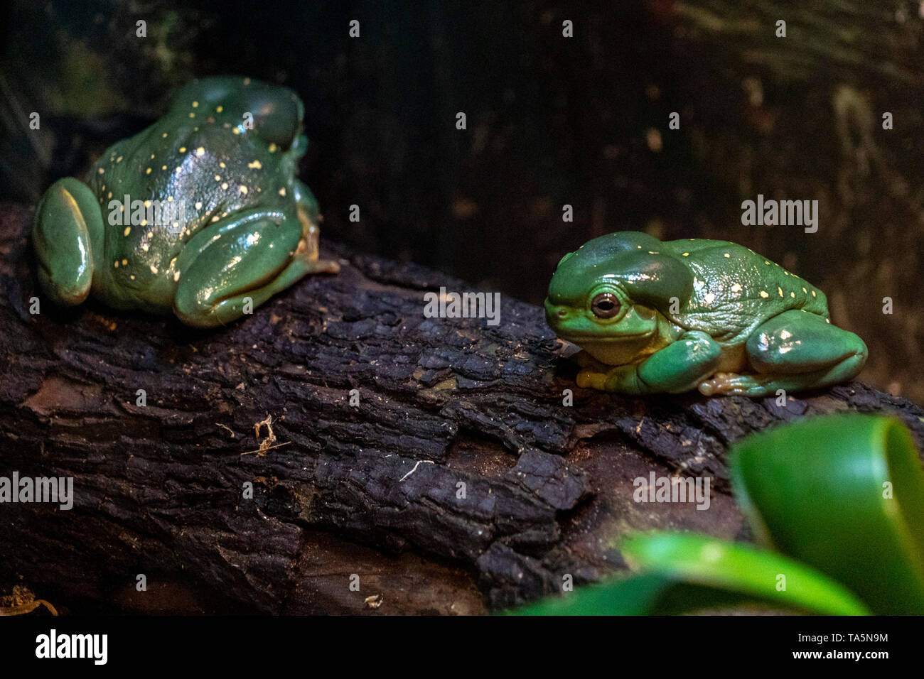 Grenouille d'arbre splendide sur une branche portrait Banque D'Images