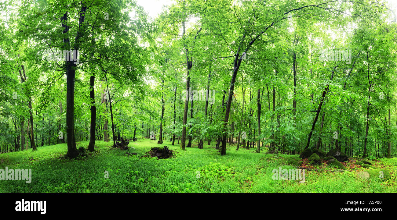 La forêt verte et d'herbe avec des arbres Banque D'Images