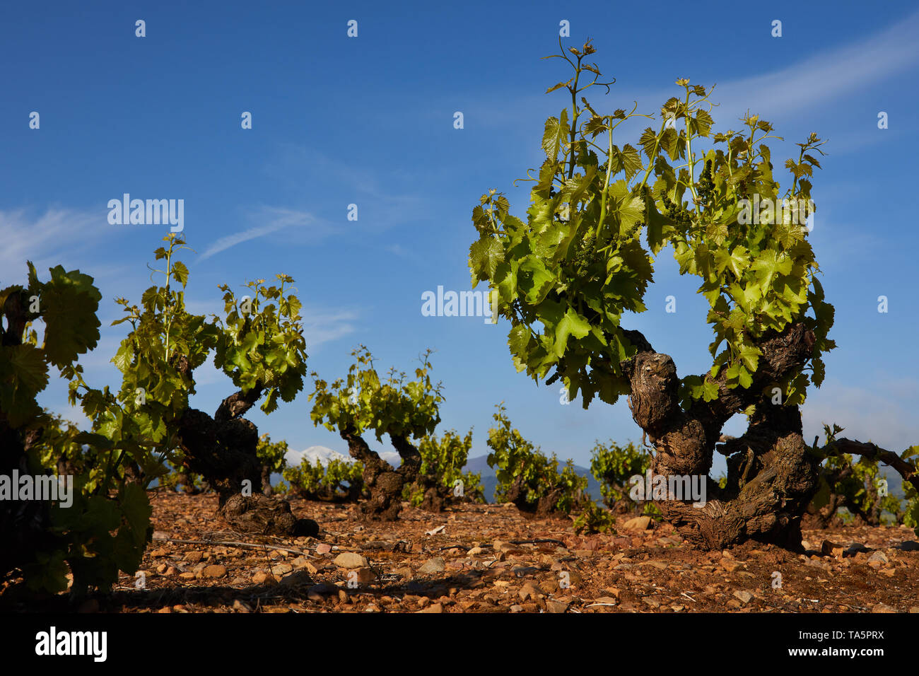 21/5/19 vignes de grenache Garnacha ou à proximité d'Auray (La Rioja, Espagne). La plus haute montagne de La Rioja, San Lorenzo, est en arrière-plan. Photo de James Banque D'Images