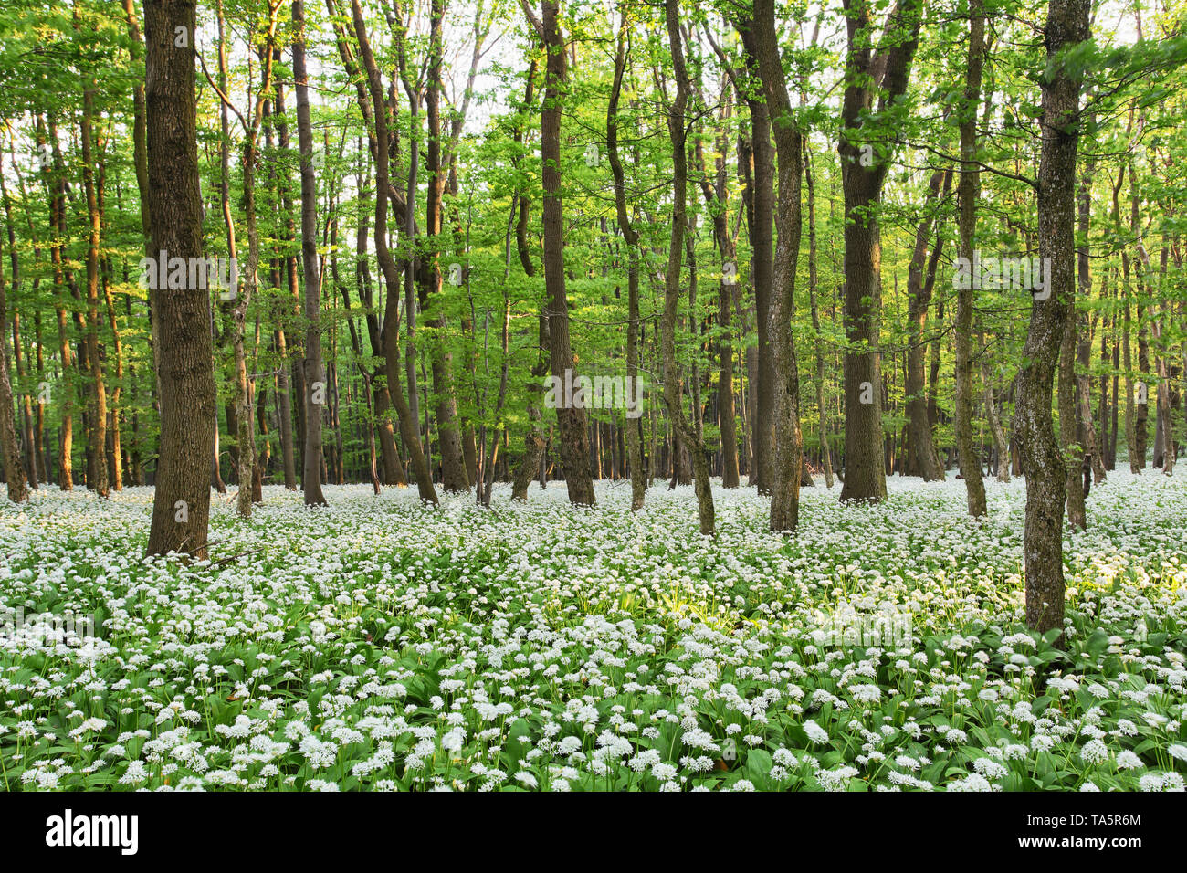 Paysage de forêt avec sol recouvert d'une couverture verte de l'ail sauvage avec des fleurs blanches Banque D'Images