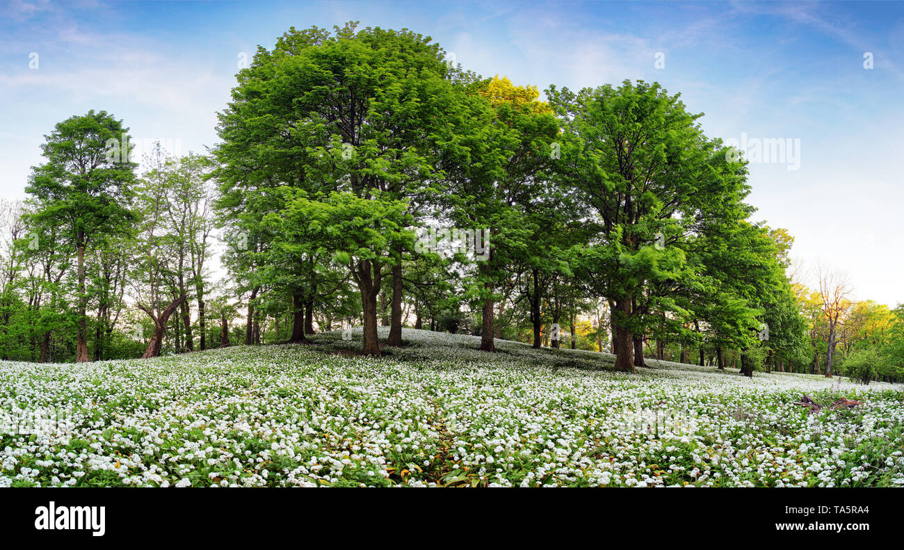 Forêt de fleurs de printemps fleurs blanches. L'ail sauvage Banque D'Images