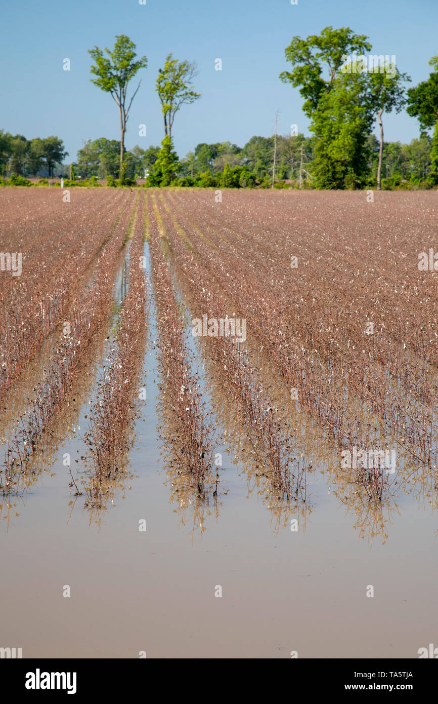 Yazoo City, Mississippi - un champ de coton, récoltés l'automne dernier, sur une ferme dans le Delta du Mississippi. Les pluies de printemps lourd a mené à la réalisation largement répandue Banque D'Images
