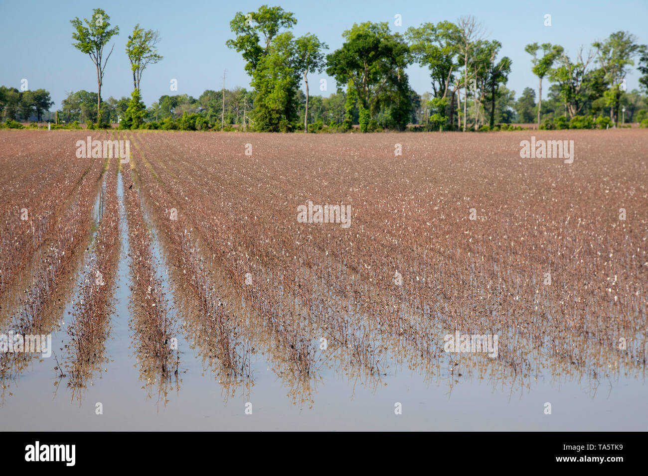 Yazoo City, Mississippi - un champ de coton, récoltés l'automne dernier, sur une ferme dans le Delta du Mississippi. Les pluies de printemps lourd a mené à la réalisation largement répandue Banque D'Images