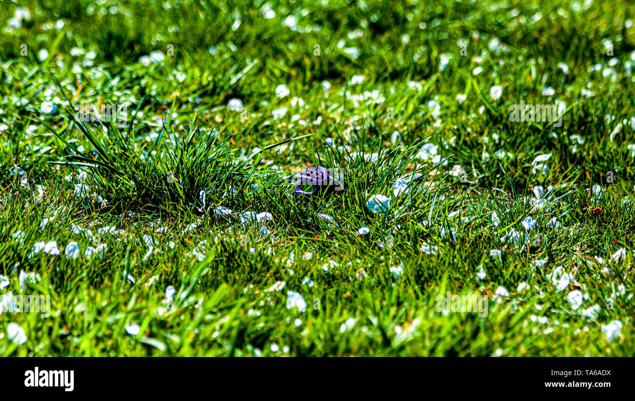 Petite Boule violet sur l'herbe verte avec des pétales de fleurs blanches,  magnifique journée ensoleillée à la campagne Photo Stock - Alamy