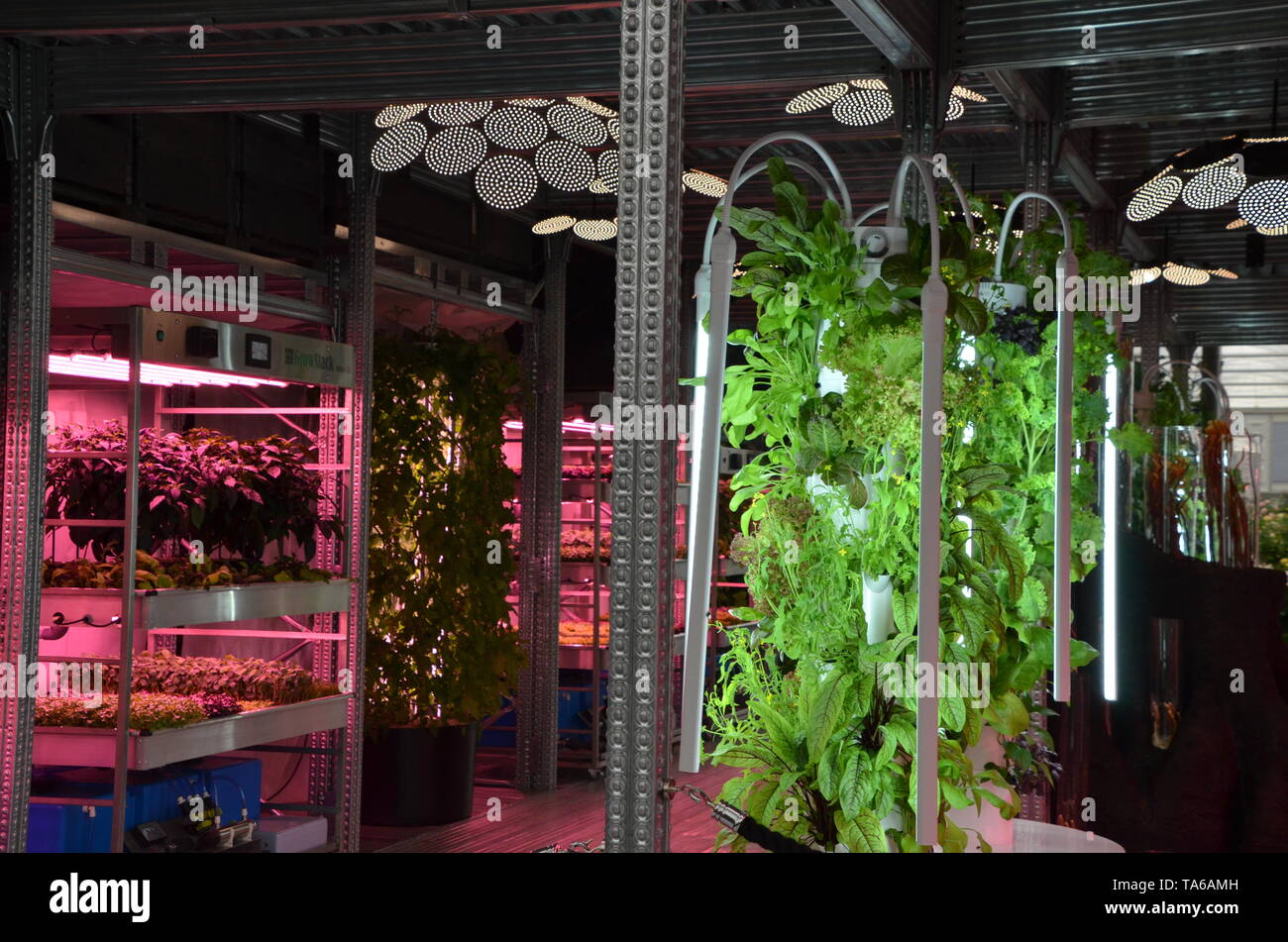 IKEA et Tom Dixon : jardinage sauvera le monde au 2019 rhs Chelsea Flower show à Londres en Angleterre Banque D'Images