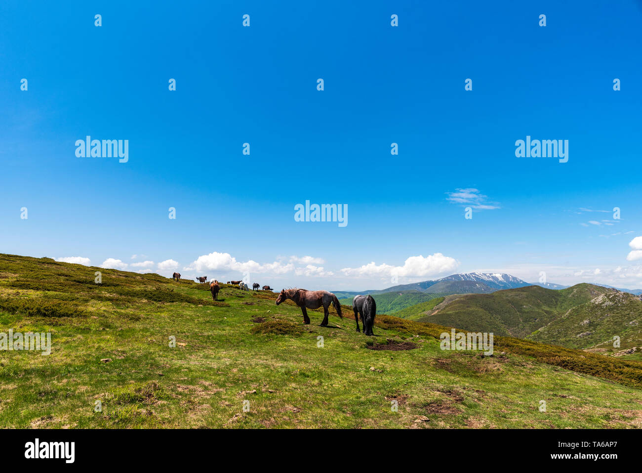 Groupe de chevaux en parc national Balkan Central, vieille montagne, Bulgarie Banque D'Images