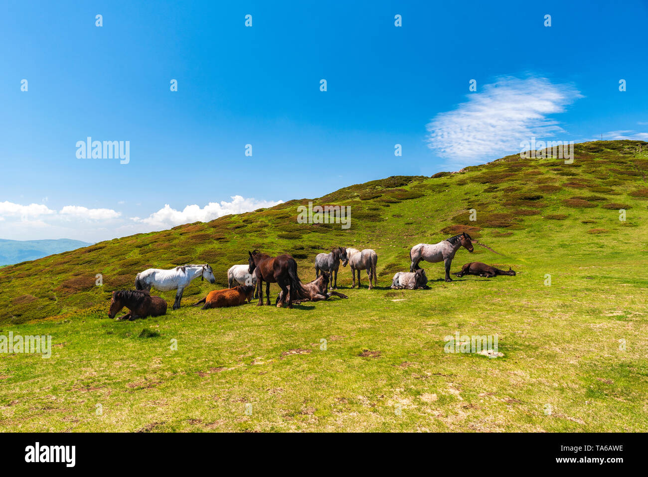 Groupe de chevaux en parc national Balkan Central, vieille montagne, Bulgarie Banque D'Images