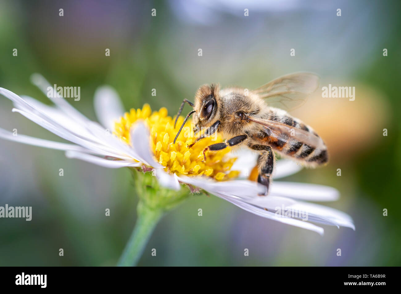 - L'abeille Apis mellifera - pollinise la grande marguerite Leucanthemum - Banque D'Images