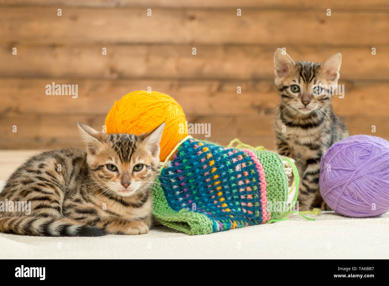 Peu de chatons Bengal rayé marron avec des boules de thread Banque D'Images
