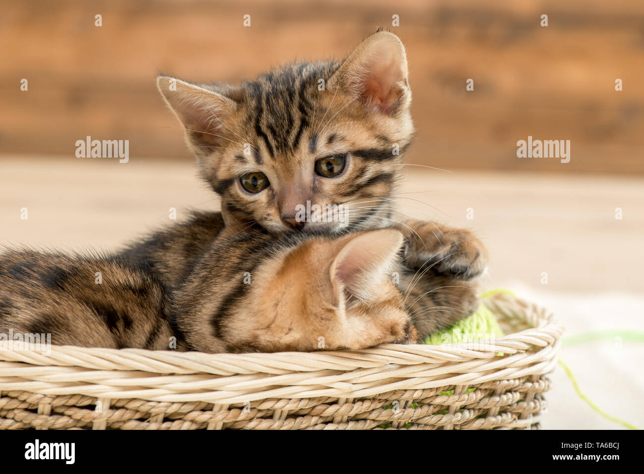 Peu de chatons Bengal rayé marron dans un panier en osier Banque D'Images
