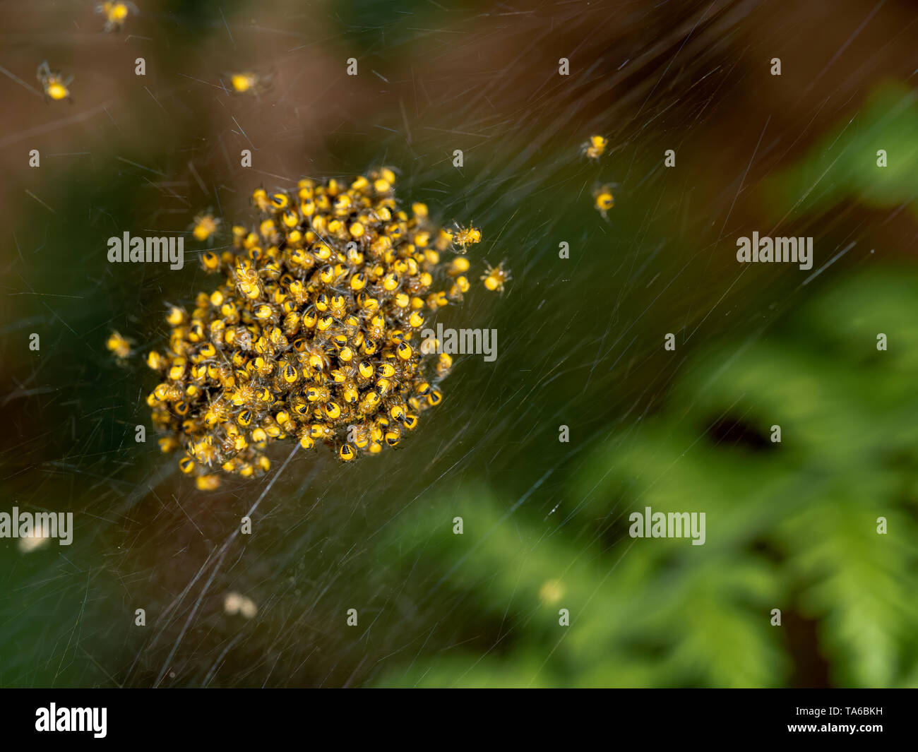 Orb weaver bébé, araignées, petits au nid, jaune et noir, macro. Banque D'Images