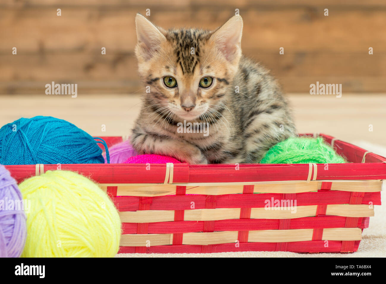 Peu de chatons Bengal avec des boules de thread dans un panier en osier Banque D'Images