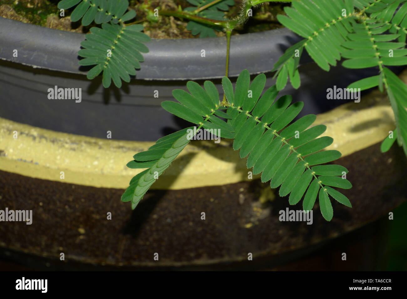Shameplant ou usine d'action après avoir touché, sensible ou Mimosa pudica plante endormie ou dormilones ou zombie plante avec des cheveux qui se déplacent lors de contact tou Banque D'Images