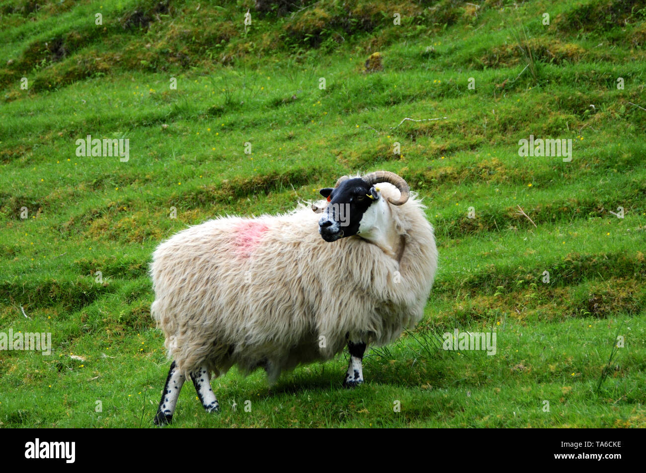 Vue d'un moutons écossais typique au milieu d'un champ vert sur l'île de Skye Banque D'Images