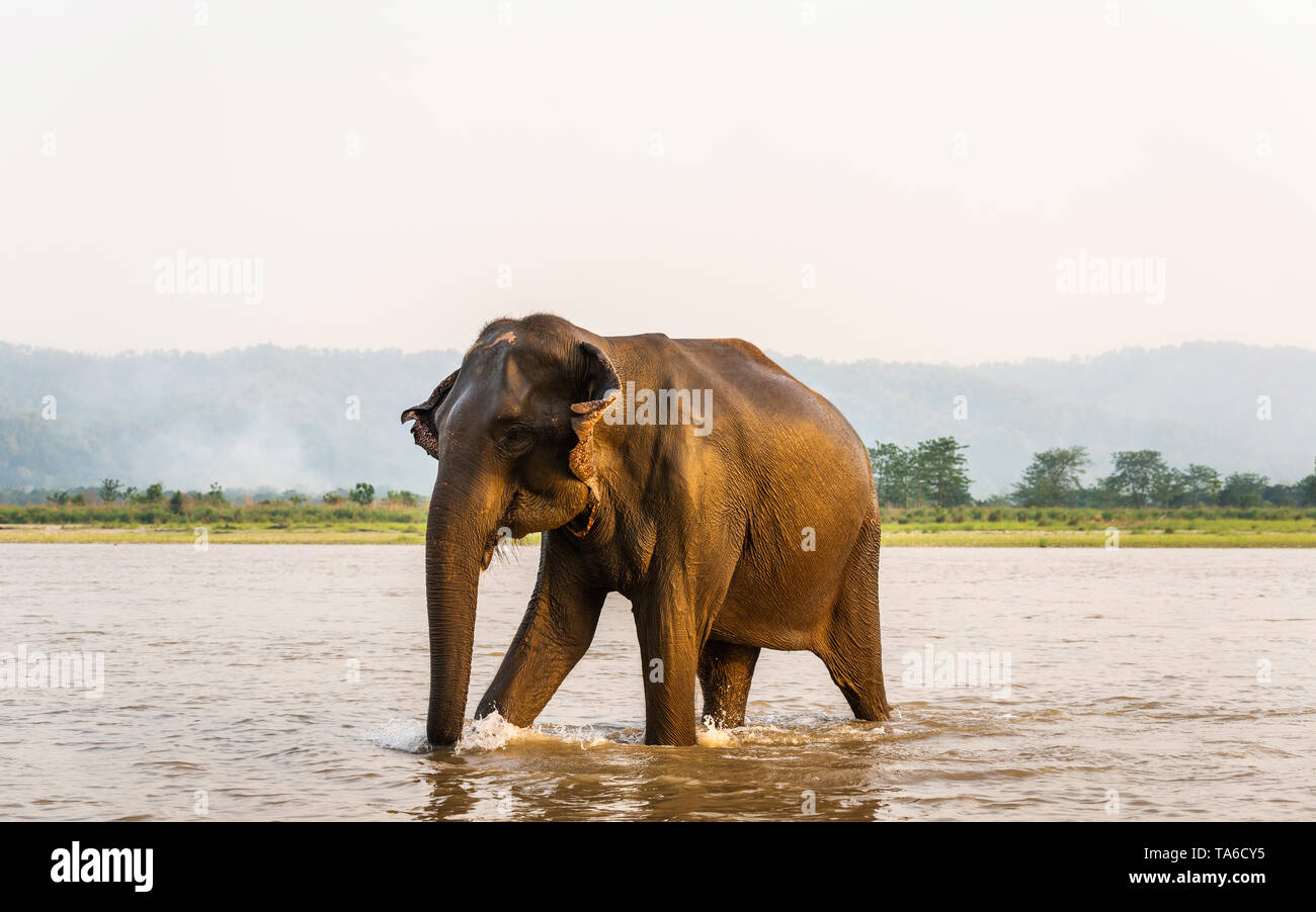 Elephant à la sortie du fleuve Gandak après son bain ,dans le parc national de Chitwan, au Népal Banque D'Images