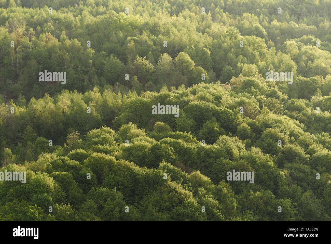 Fond naturel. Forêt de hêtres sur la colline. Feuilles vertes au printemps. La texture de la couronne d'arbres feuillus Banque D'Images