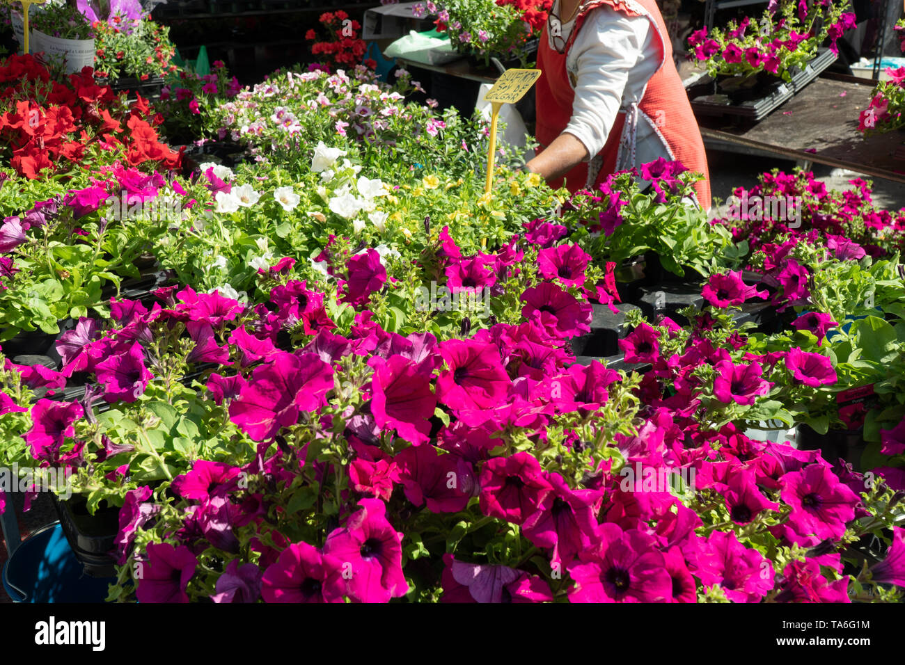 Pétunia rose fleur pour la vente sur la rue du marché. Panneau avec texte espagnol "Petunia Je suis suspendu' Banque D'Images