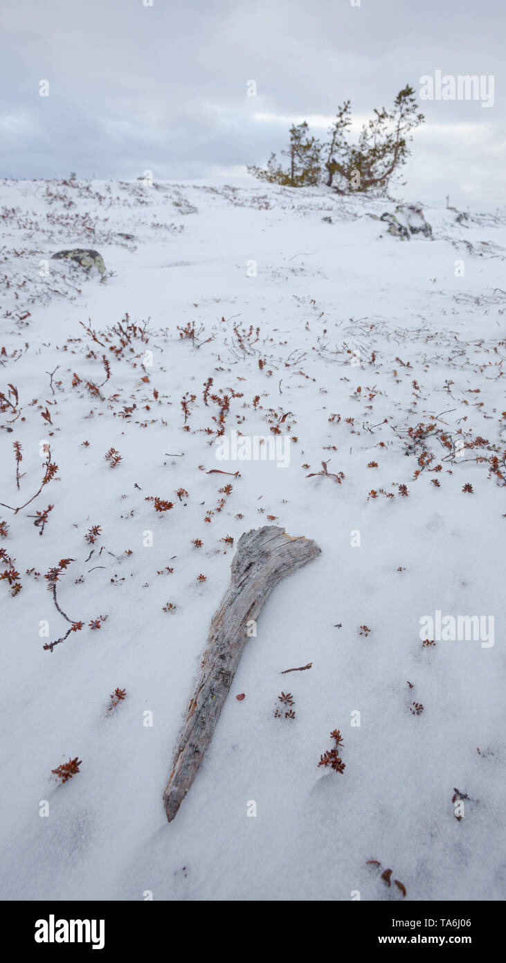 La neige et les arbres de la colline de l'Arctique Banque D'Images